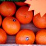 oranges