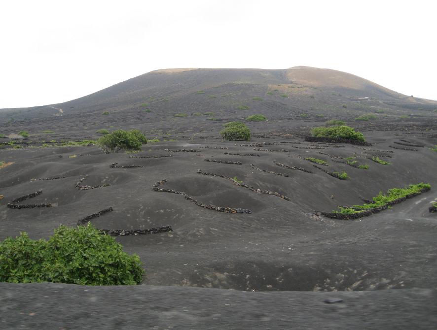 vines_on_sand