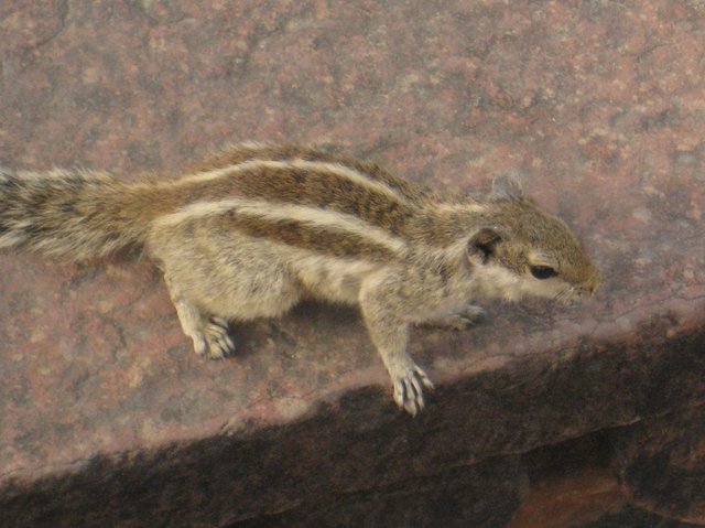 Indian_stripy_squirrel