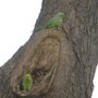 rose_ringed_parakeets