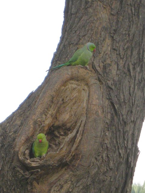 rose_ringed_parakeets