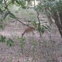 spotted_deer