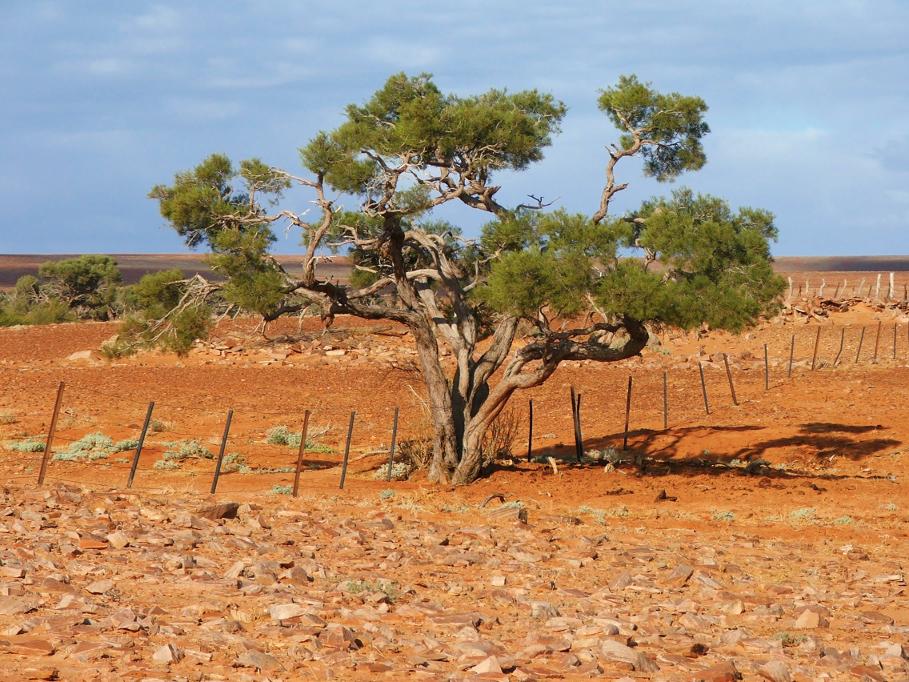 tree_fence