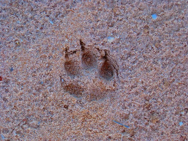 dingo_track