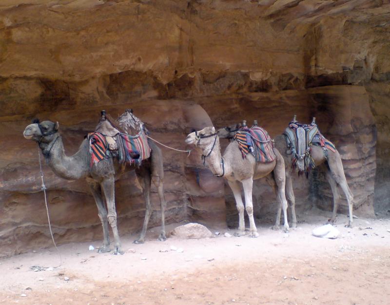 camels