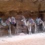 camels