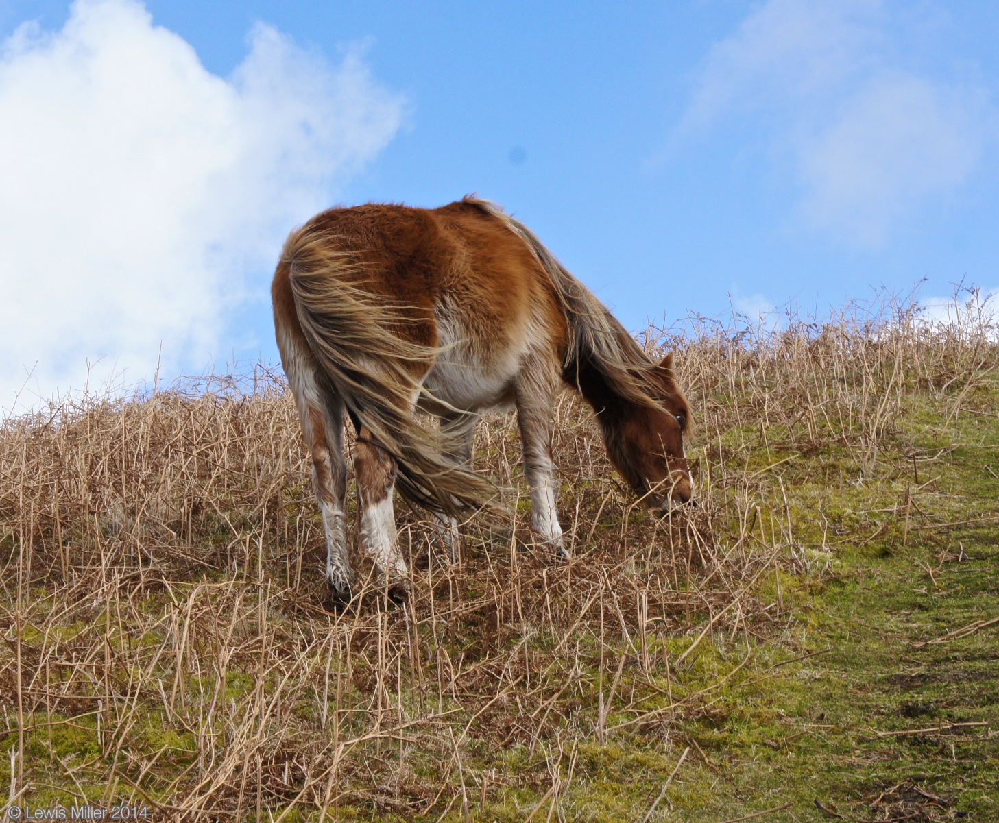 Brecons_10